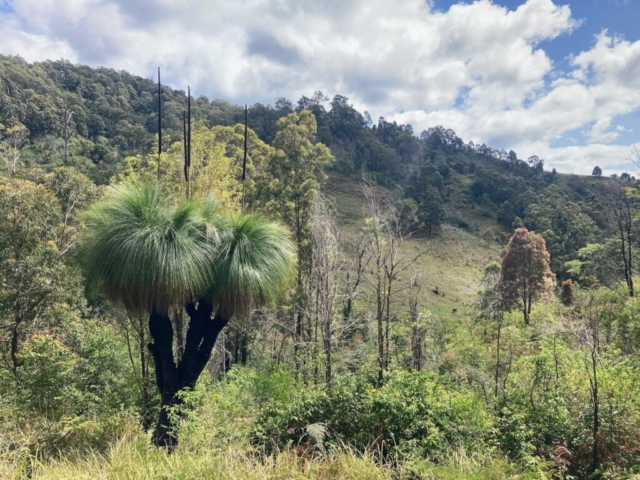 An ancient grass tree