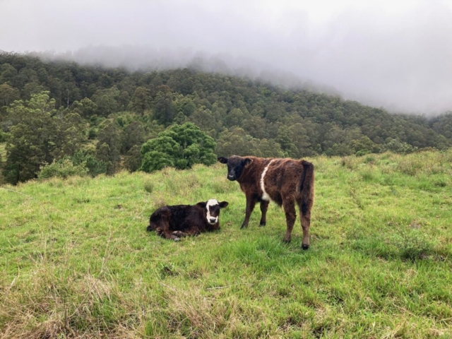 The cows are hanging out