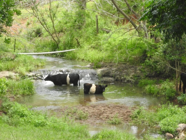 These cows are relaxing in the creek