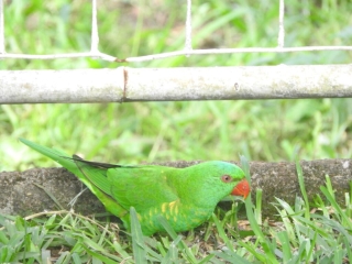 Scaly-breasted lorikeet