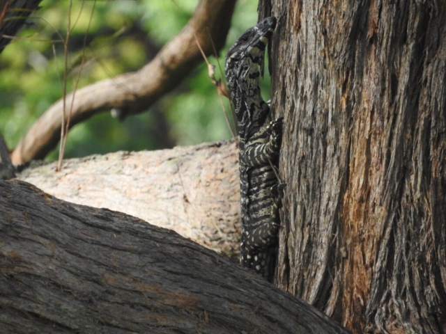 Lace Monitor