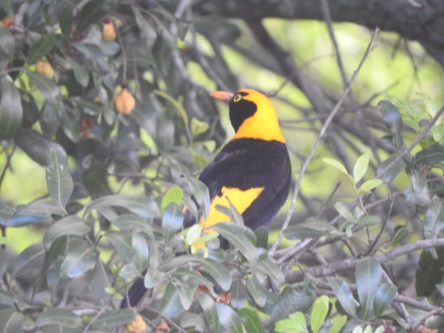 Regent Bowerbird