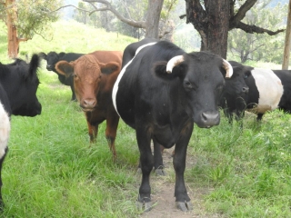 The cows want to know what I'm doing on their track