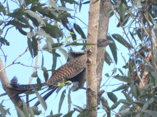 Squirrel Cuckoo