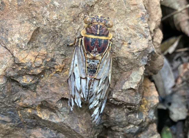 Close up of a cicada