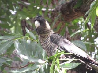 Carnaby's black cockatoo