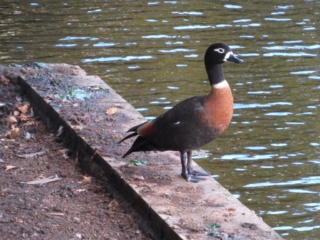 Australian Shelduck