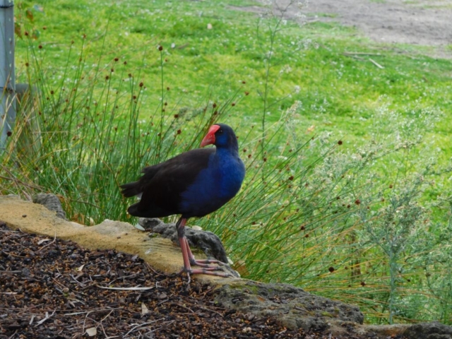 Purple Swamphen at Bibra Lake