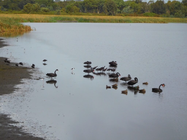 Swans, ducks, and oystercatchers at Bibra Lake