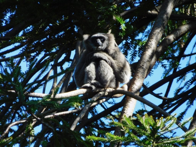 Gibbon at the zoo