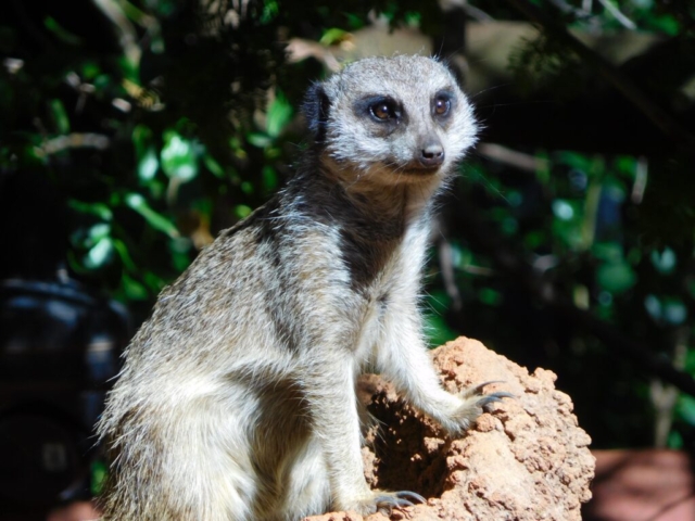 Who doesn't love a meerkat?