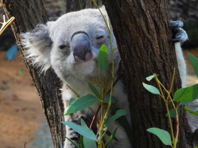 Koala at the zoo