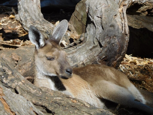 A roo at the zoo