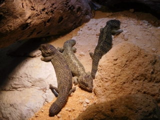 Bobtails at the zoo