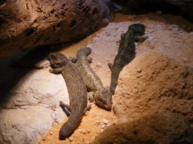 Bobtails at the zoo