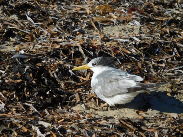 Crested Tern