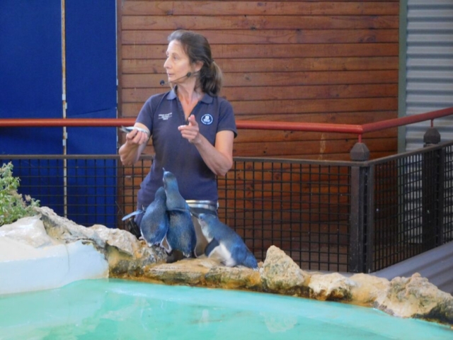 A volunteer gives a talk at the Penguin Discovery Centre