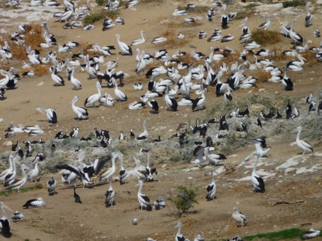 Lots of pelicans and cormorants on the island