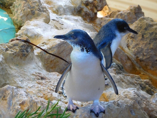 More Little Penguins