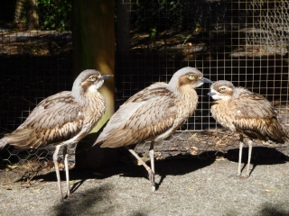 Three bush stone-curlews