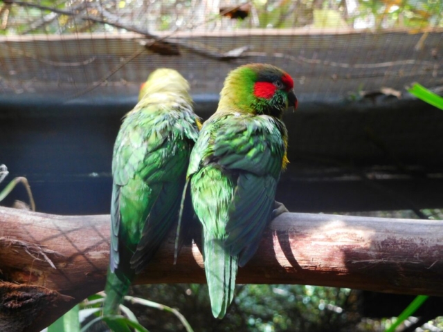 Musk Lorikeet