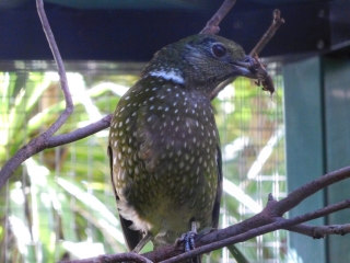 Green Catbird