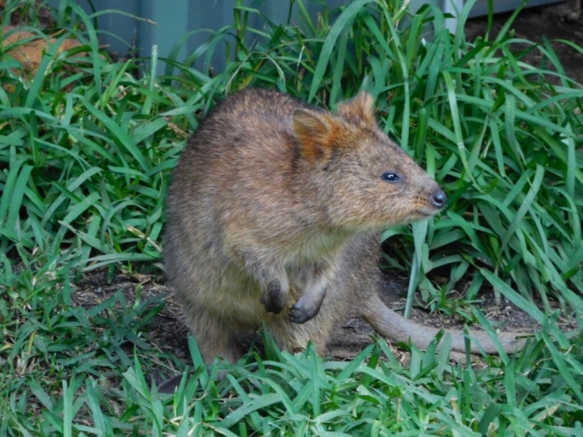 Quokka