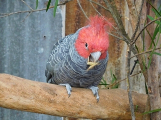 Gang-gang Cockatoo