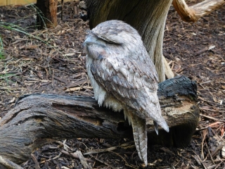 Tawny Frogmouth