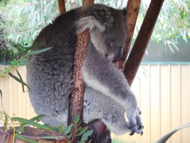 Koala