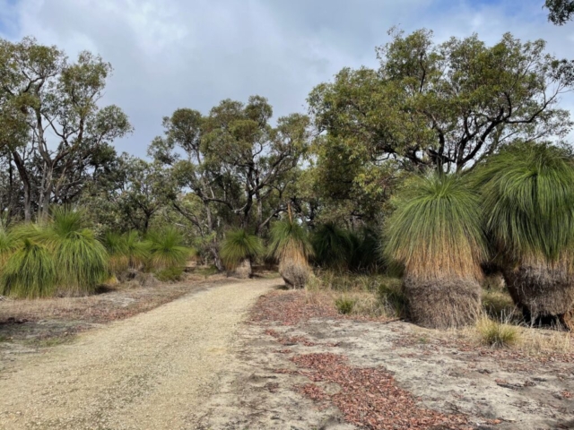 On the Bibra Lake nature trail