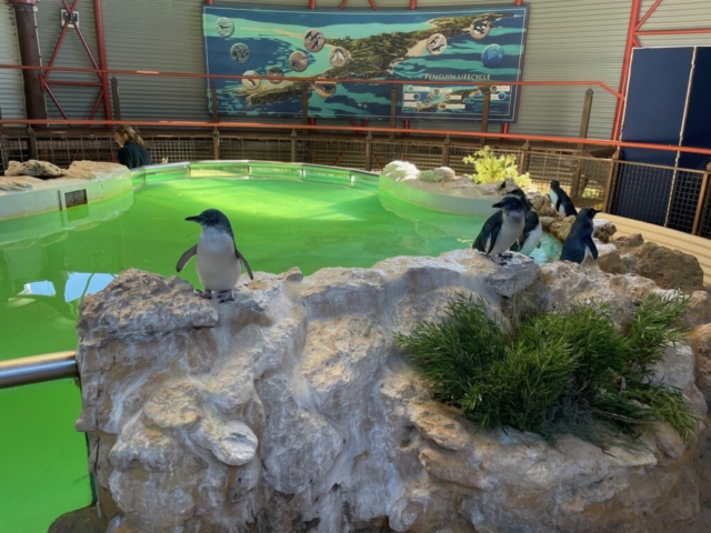 Inside the Penguin Discovery Centre