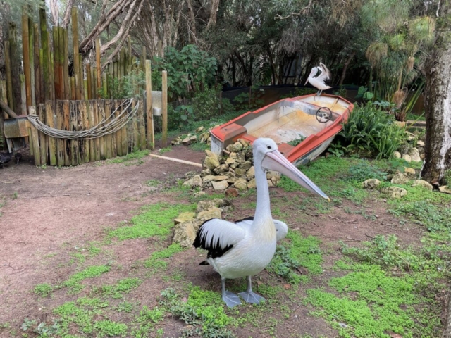 Australian Pelican