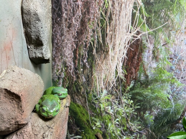 Tree frogs