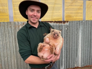 Staff member with baby wombat