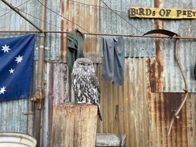 Barking Owl