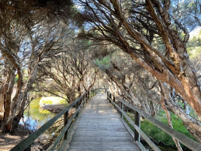 A boardwalk in Big Swamp Reserve