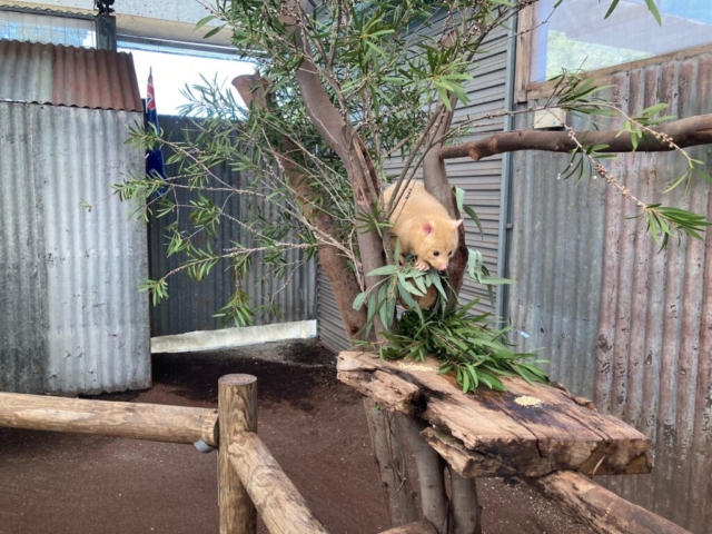 Golden Brushtail Possum