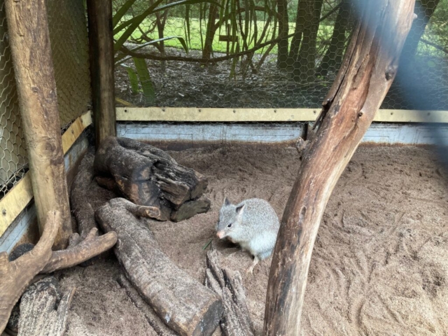 Rufus Bettong