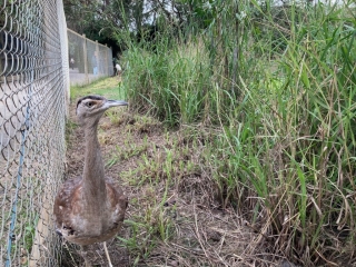 Australian Bustard