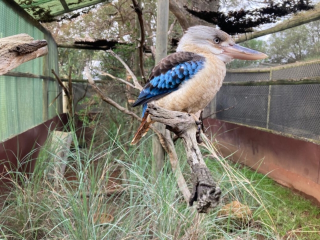 Blue-winged Kookaburra