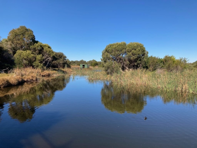 Big Swamp Reserve in Bunbury