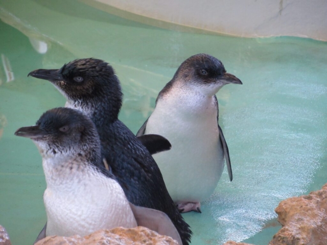 Little Penguins at the Discovery Centre