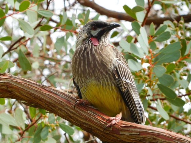 Red Wattlebird in the Botanic Gardens