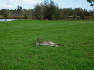 A kangaroo relaxes on Heirisson Island