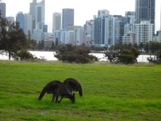 Kangaroos on Heirisson Island