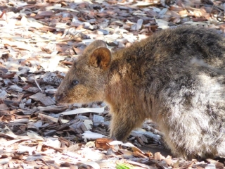 Quokka on Wadjemup (Rottnest Island)