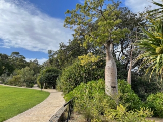 Baobab tree at the Botanic Gardens