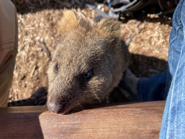 Friendly quokka