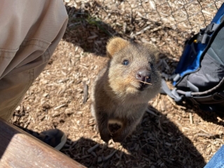 Curious quokka